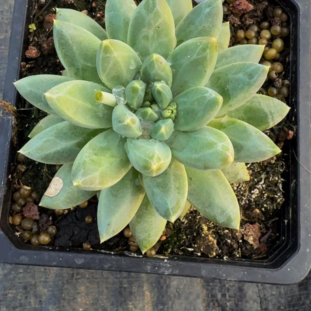 云**淡橄榄球单头寄养