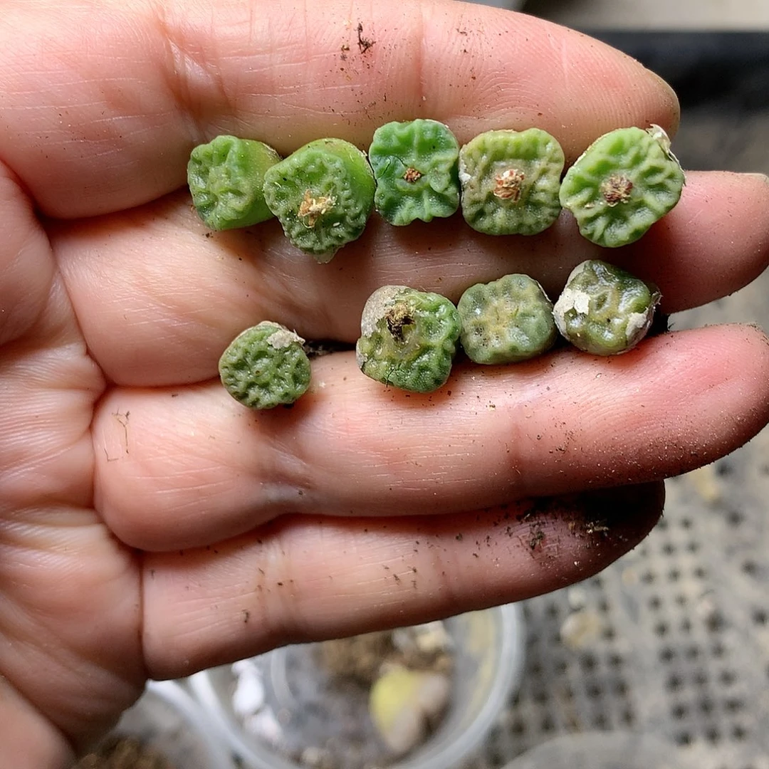 勇**心W175多肉植物保护