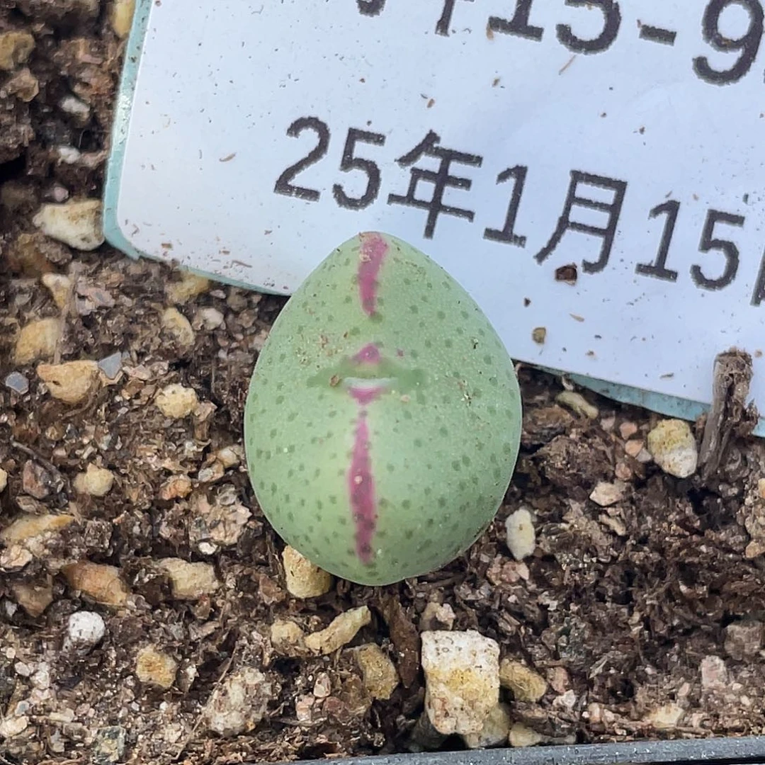 15-93将多肉植物肉锥