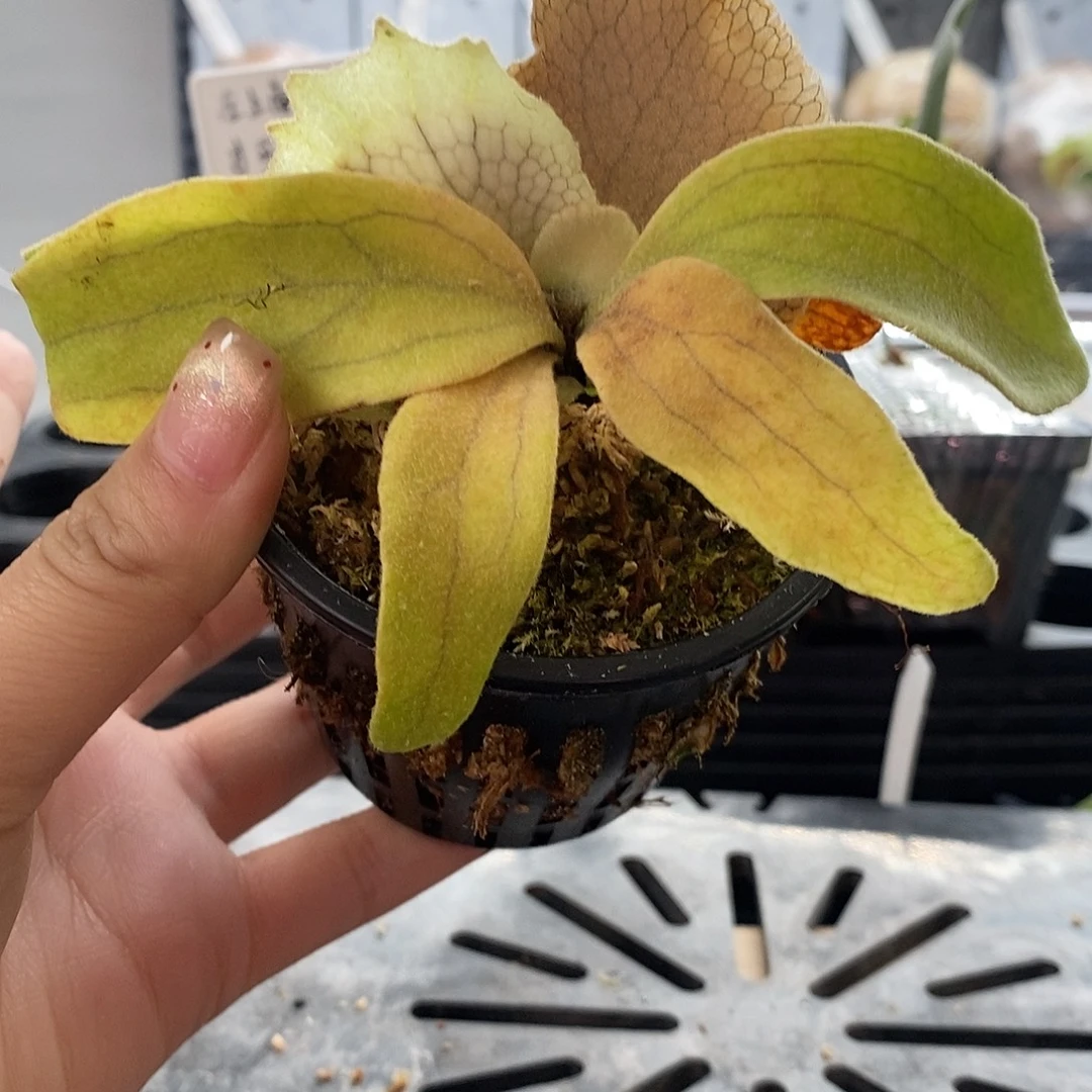 无花朵野银321鹿角蕨