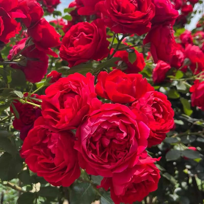 【80厘米】爬藤月季中苗浓香大花植物多季节开花阳台庭院种植