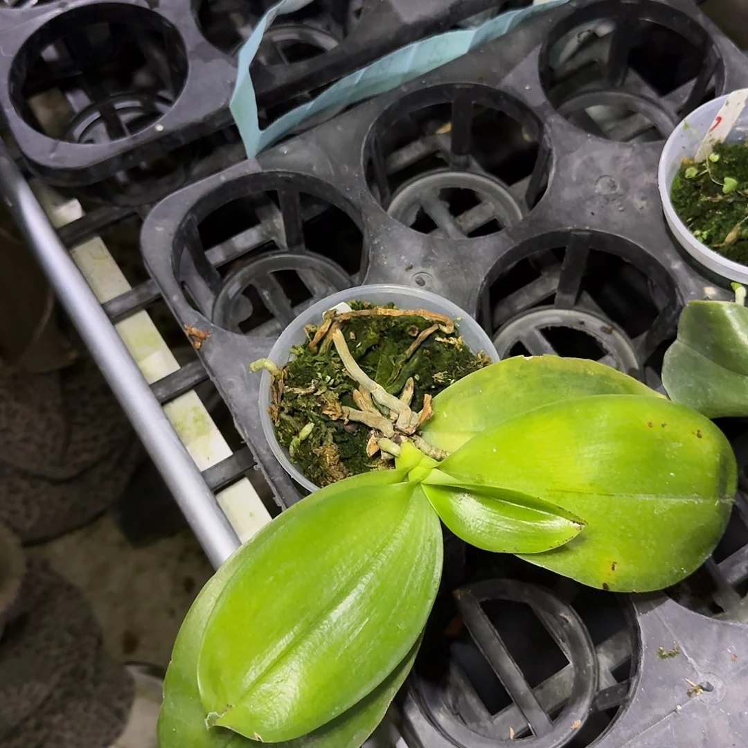 完全开放C41。。。。。