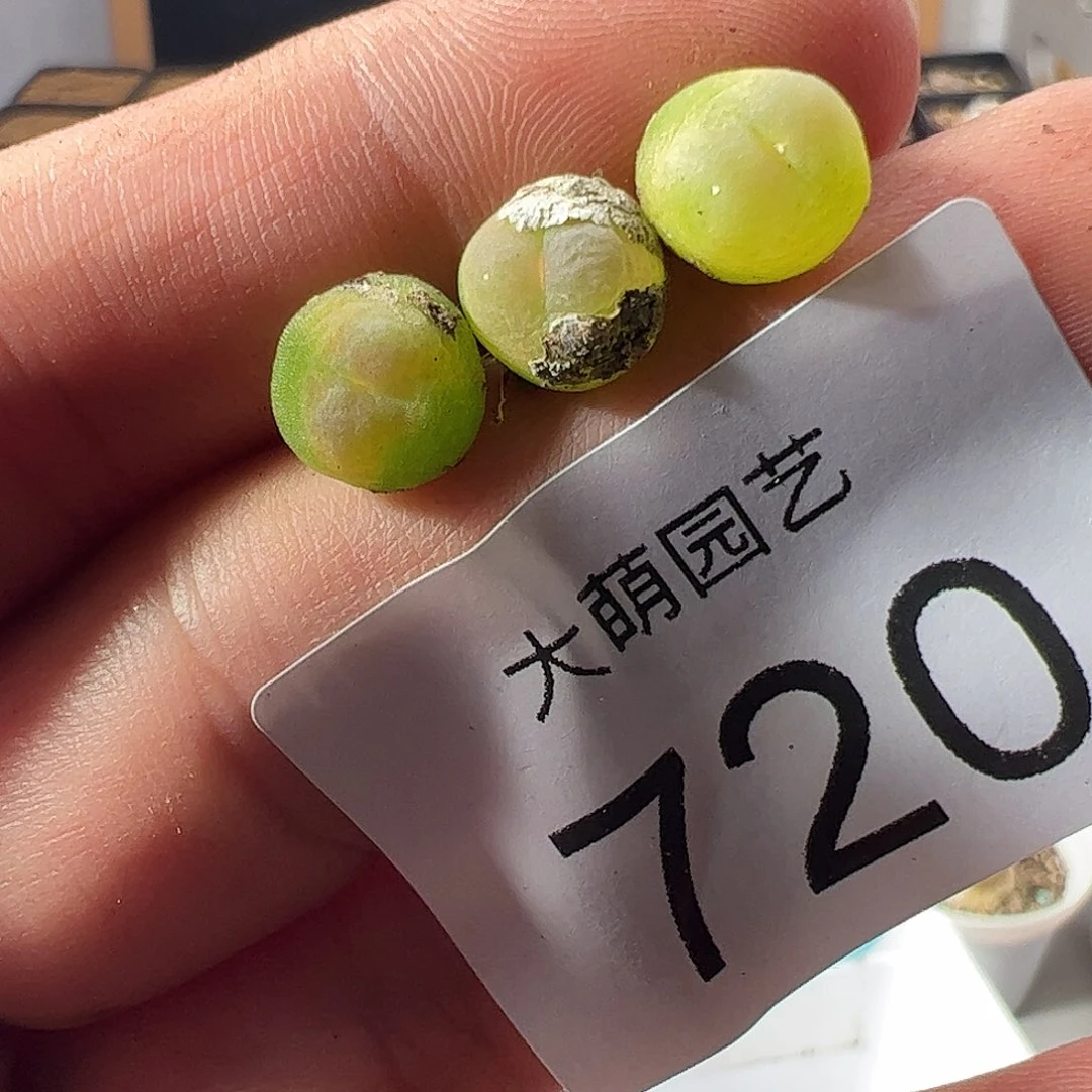 一物一拍。    默认微瑕720