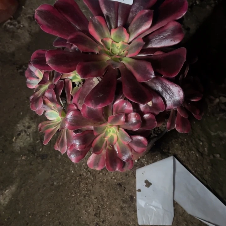 2434美杜莎的人多肉的