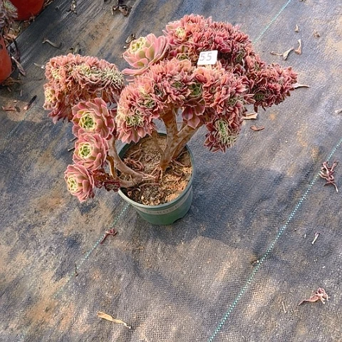 全部花朵粉女缀法师法师法师55