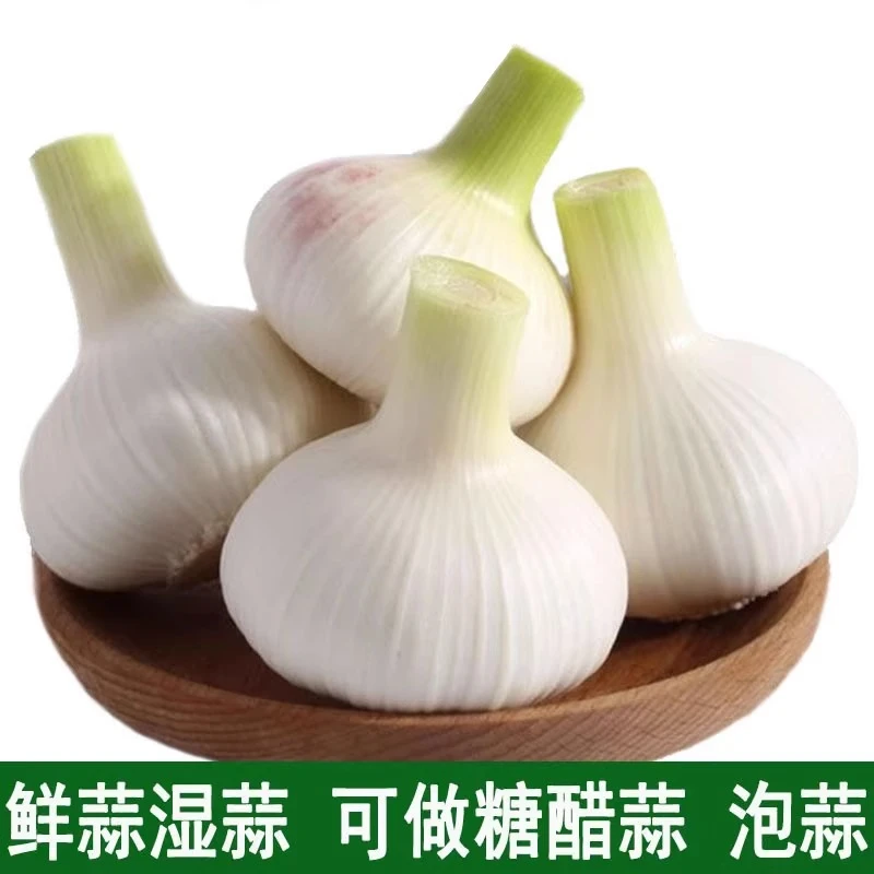 （精品发货）2025年头茬苍山鲜蒜现挖现发辣香黏脆可腌糖蒜净重装