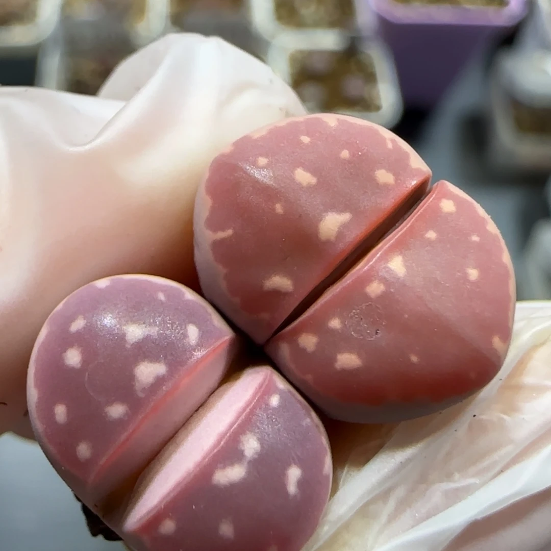 11.25   红橄榄2颗。 5015