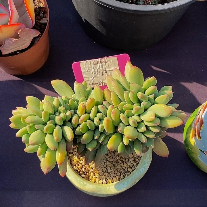 013青星美人肉肉肉肉肉肉