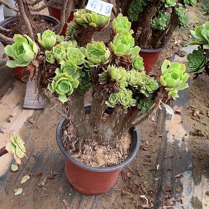 多肉植物绿羊绒缀619号