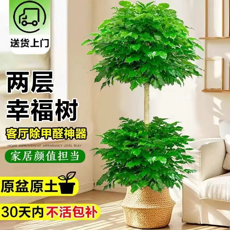 双层幸福树客厅大盆栽室内大棵真绿植办公室内净化空气乔迁去甲醛