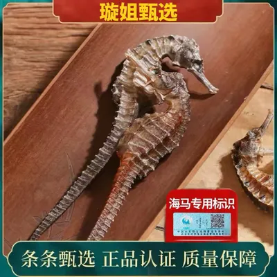 谷饶璇姐-海马干货生晒正品带溯源码（冷冻保存）