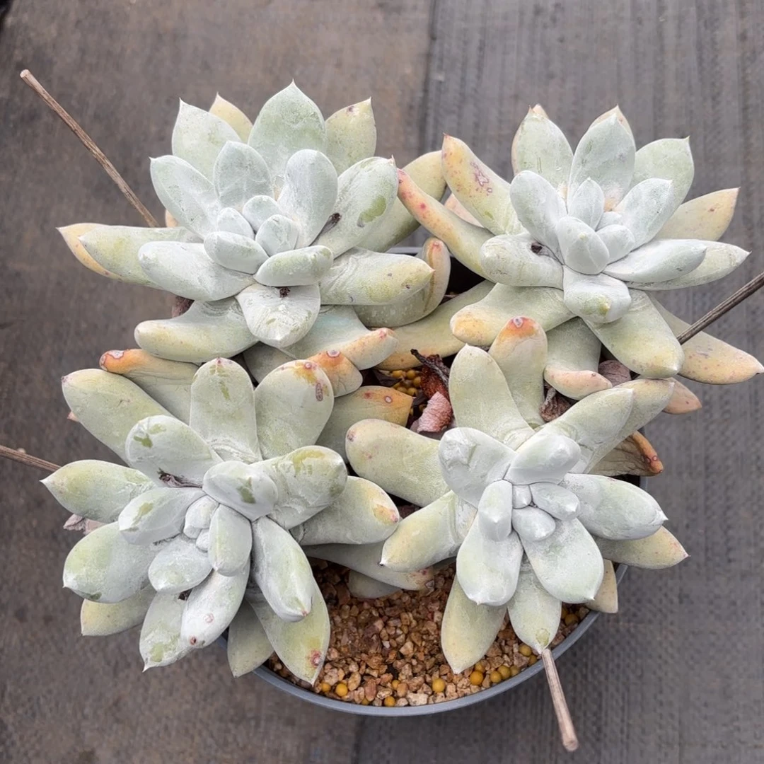 拇指，仙女杯多肉。