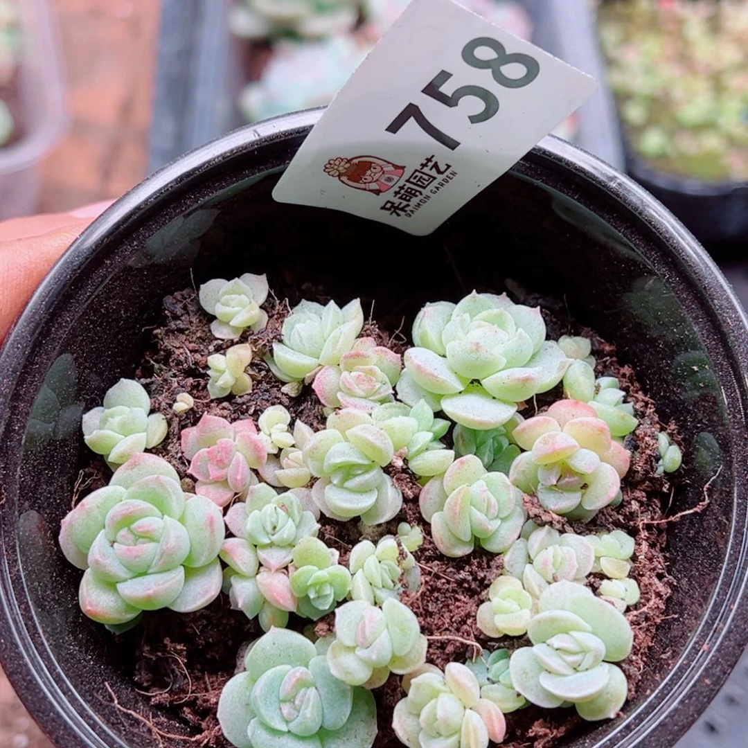 多肉植物多肉植物