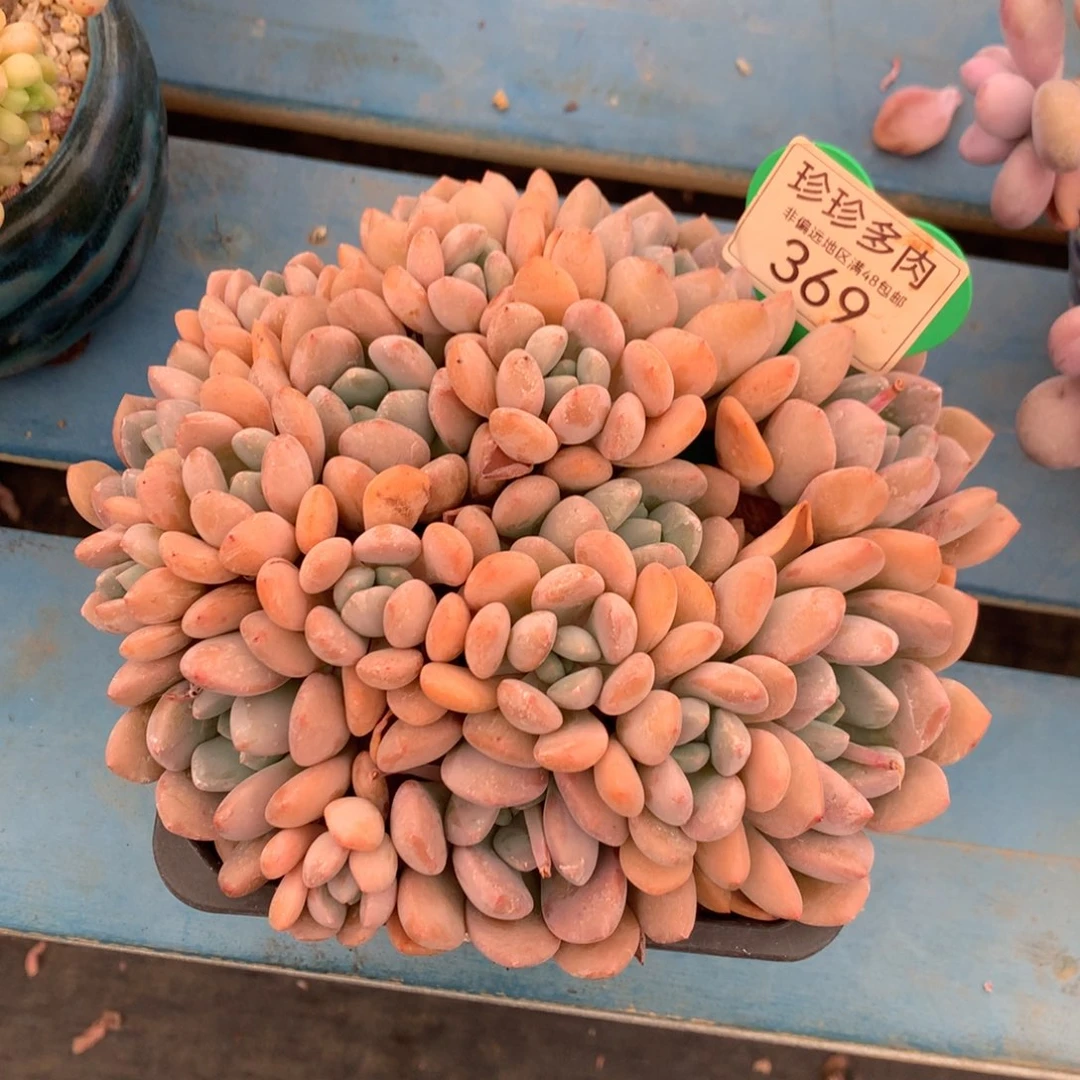 白露老桩无砍平头369