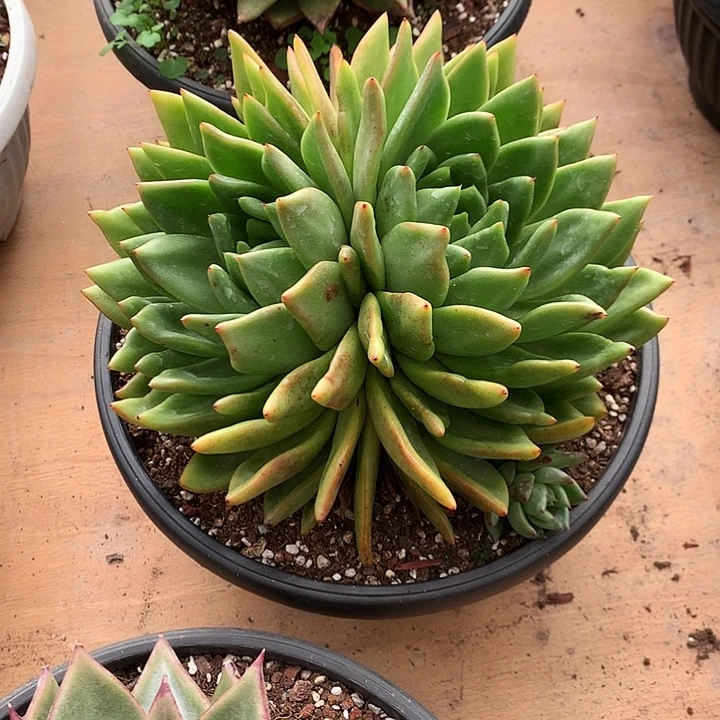 美肉特价活动开始啦