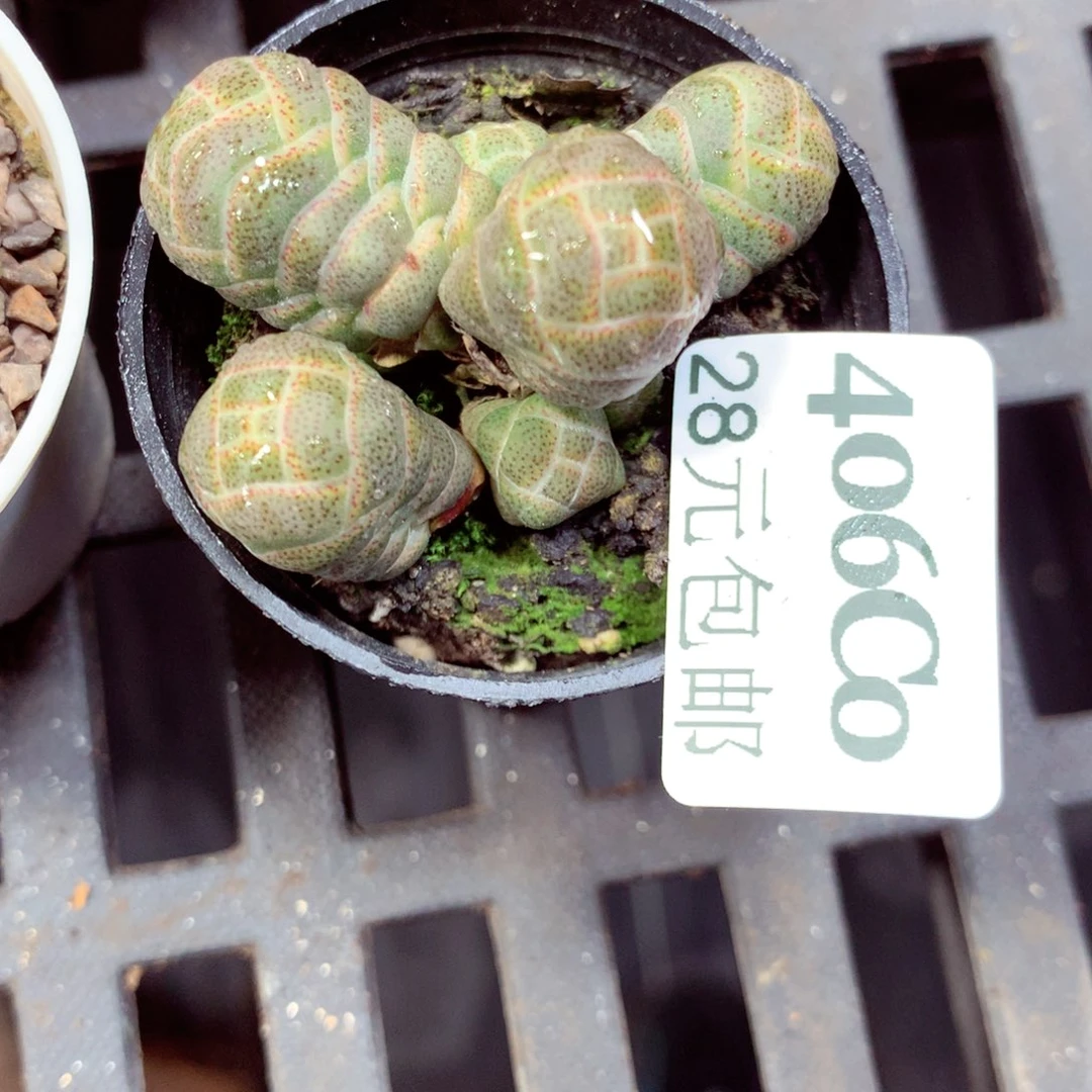 5厘米盆精控多肉406