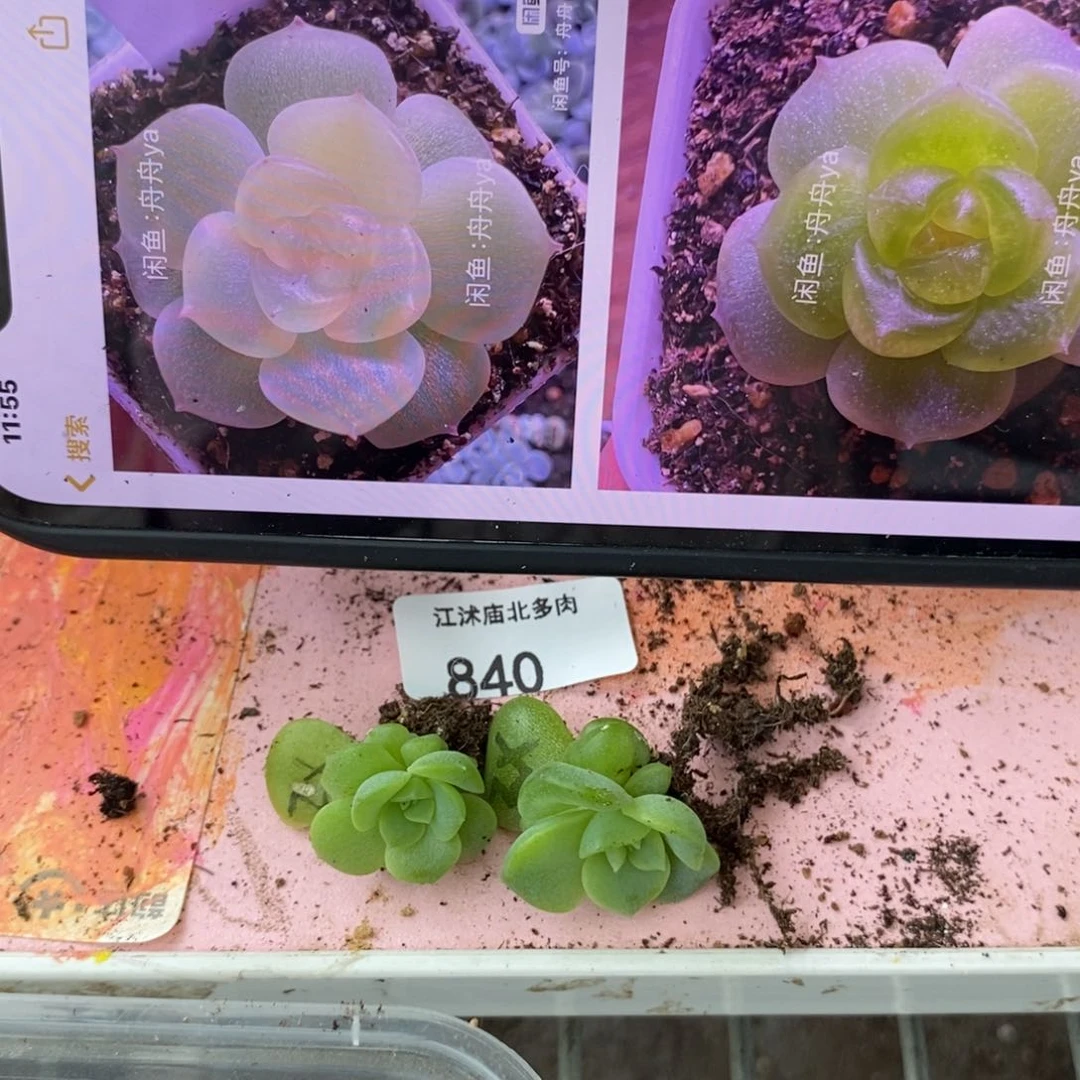 标签804谪仙一个多肉量拍