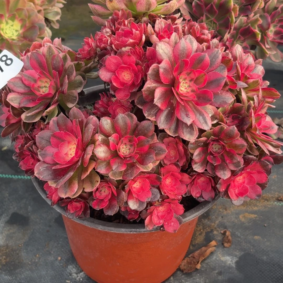 478大荔枝多肉植物多去