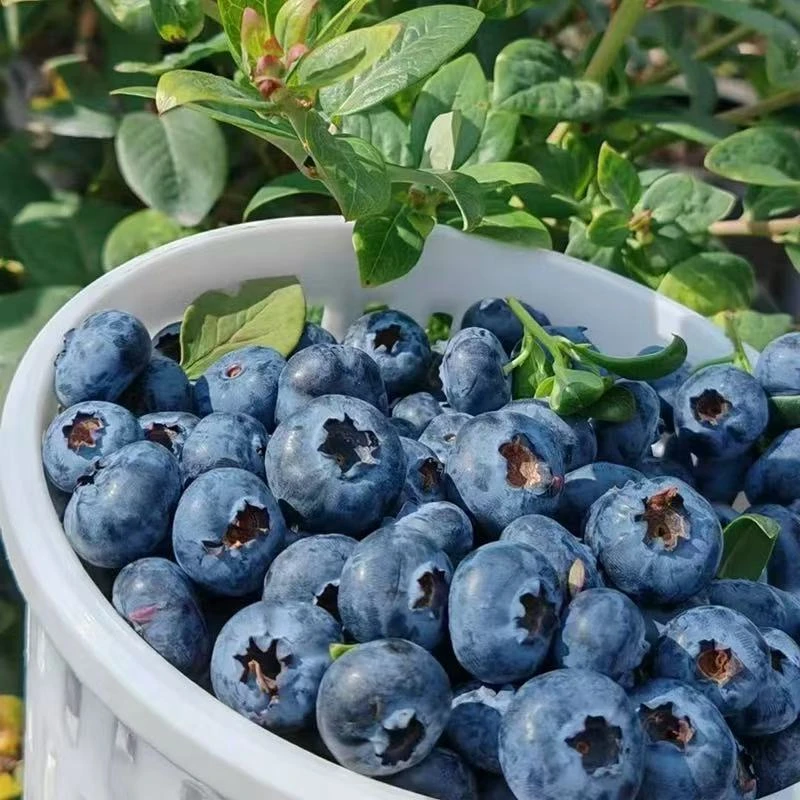 【花香L25】空运送货上门云南高原蓝莓澄江直发新鲜采摘 100g*4盒