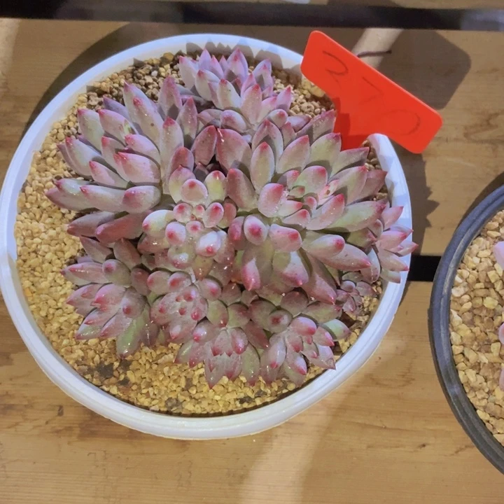 这个我都看出来这一