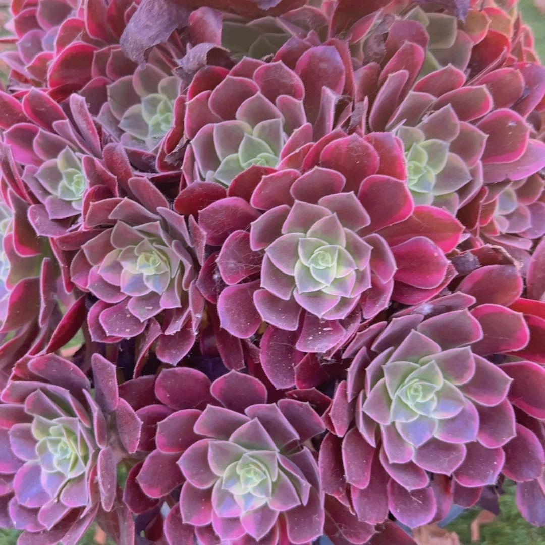 无花朵335，凤冠多肉植物