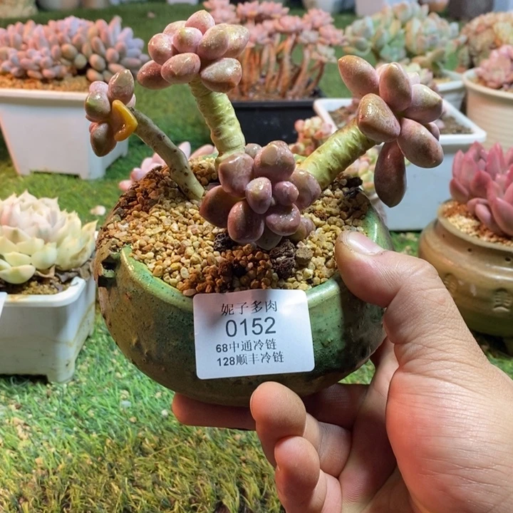 0152啊啊啊啊啊啊啊啊啊啊啊