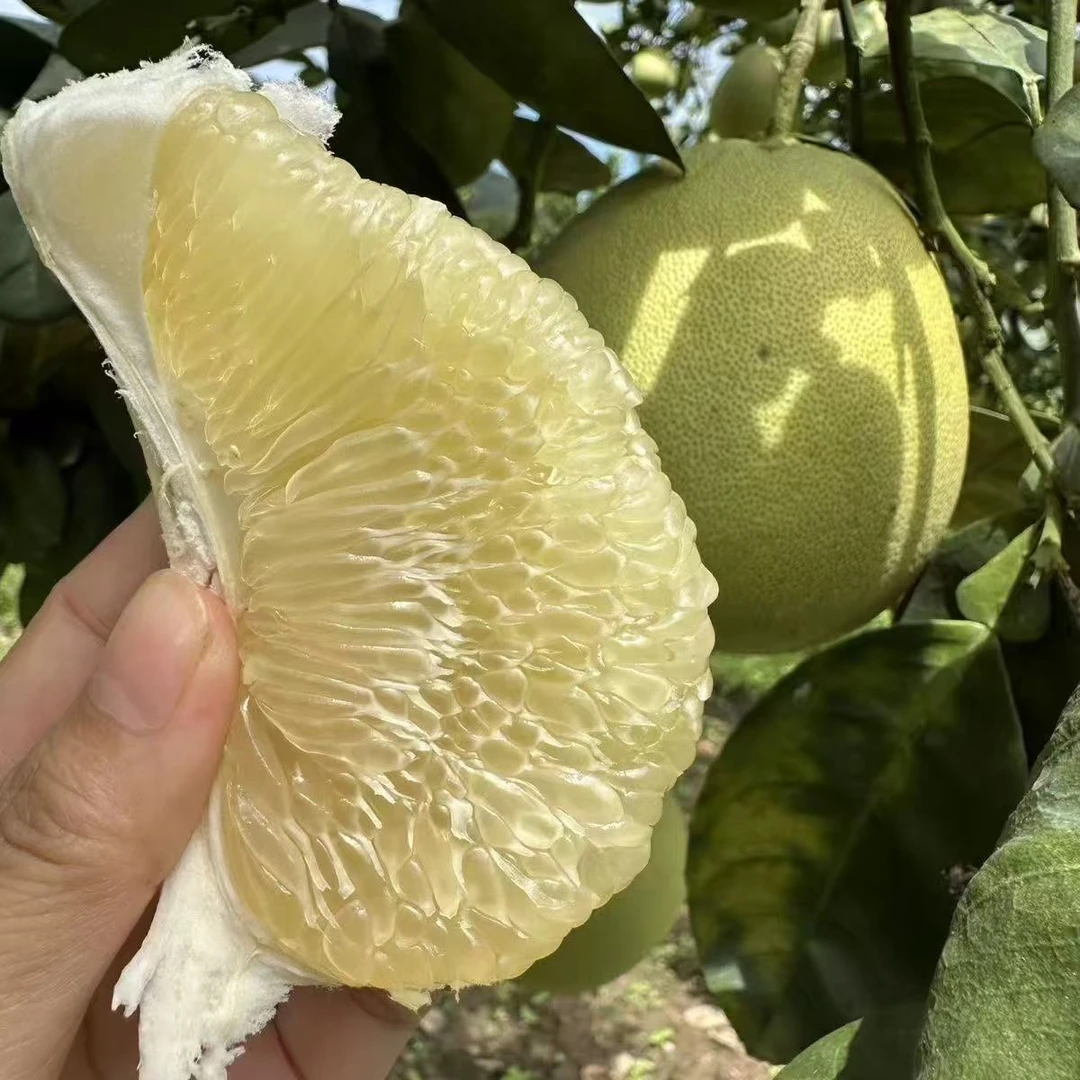 云南瑞丽弄岛水晶柚傣柚果香斑青皮青柚当季新鲜水果包邮