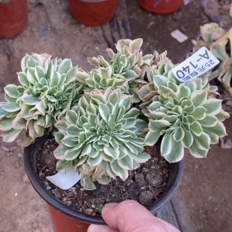 140绿豆沙缀满25包邮多肉