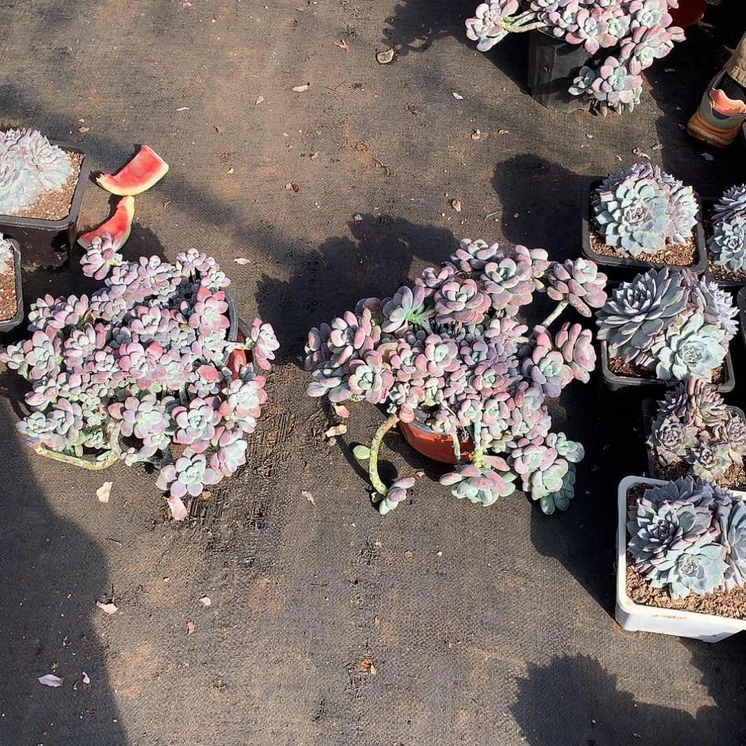 大红洛神20米  双十一福利