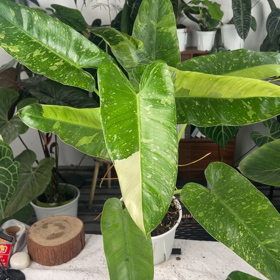 完全开放老桩银河布落蔓绿绒