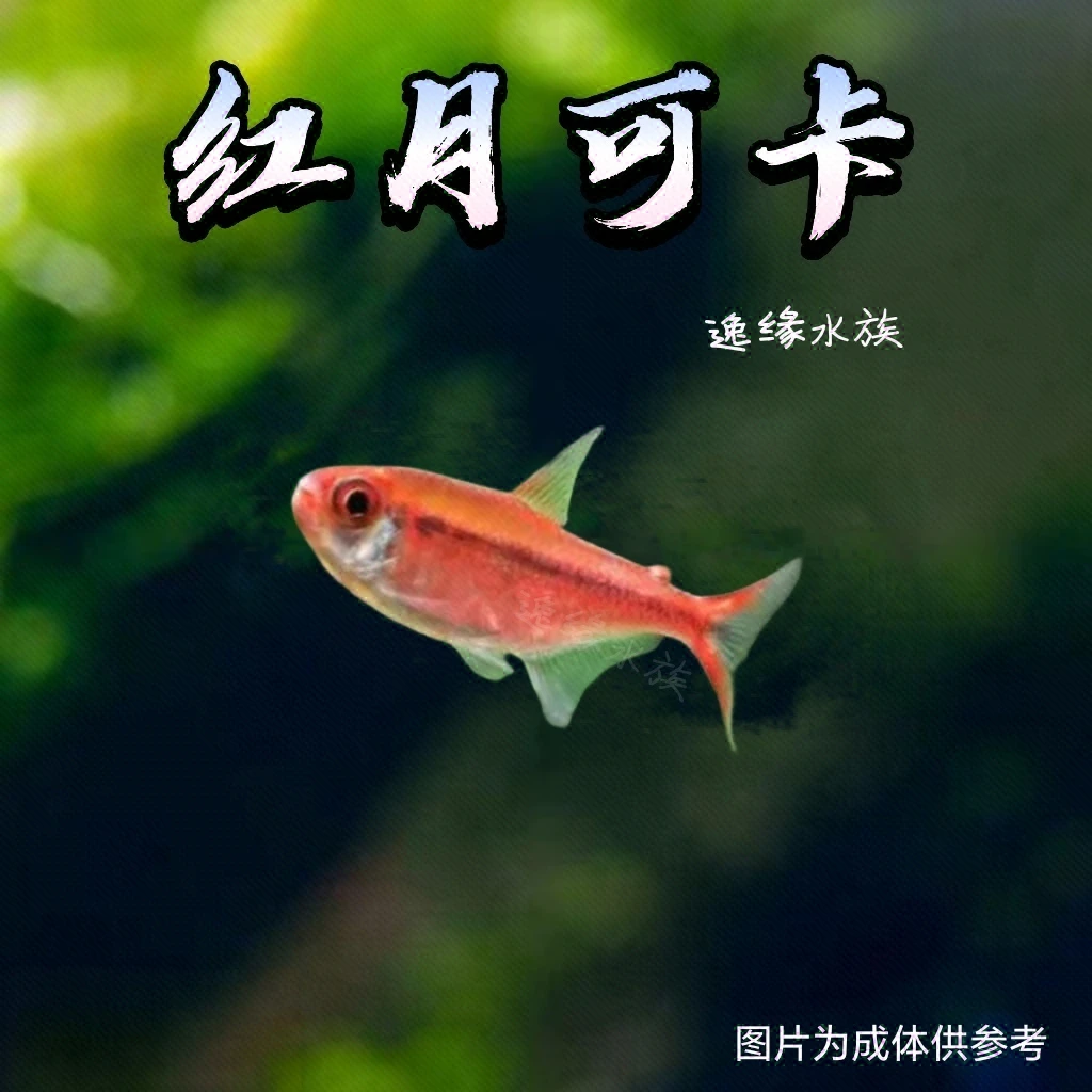 逸缘 甜心柠檬灯鱼