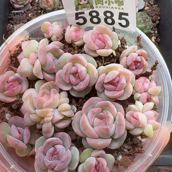 多肉植物多肉植物