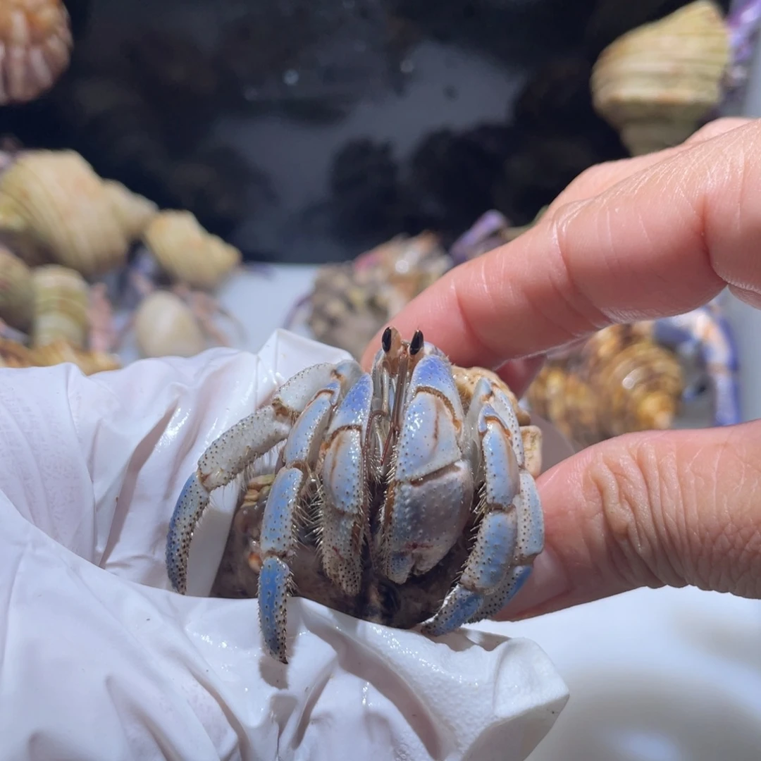 M4 momo专拍紫陆2.3口浅蓝色