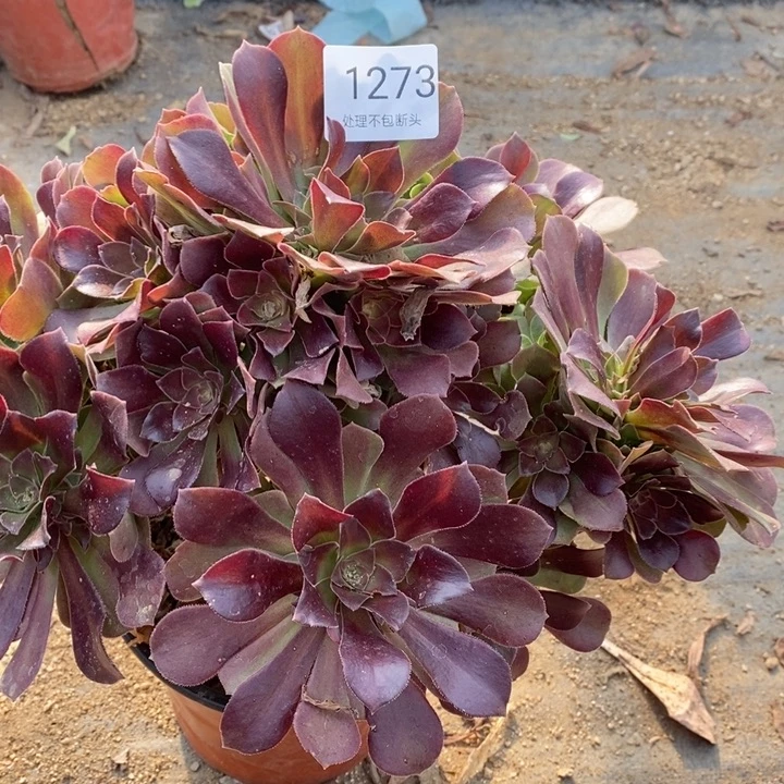 流星雨多肉断头不包1273