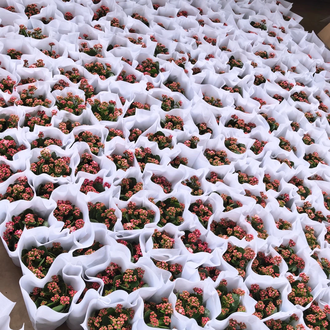 劲爆福利【4盆】110盆1号处理苗不售后