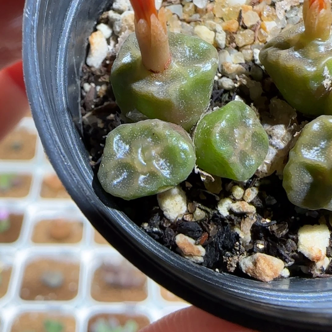 肉锥多肉植物组合-方烧54