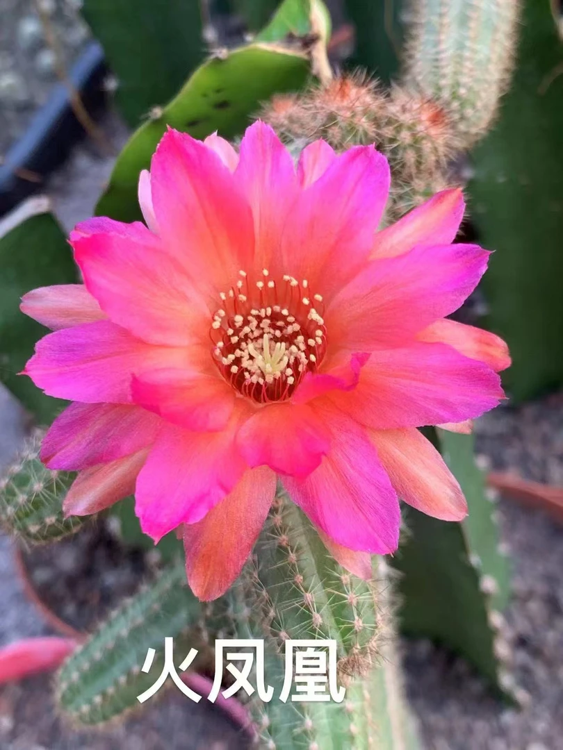 勤花易生根的自根白檀垂钓品种默认带盆带土发货掉仔不售后