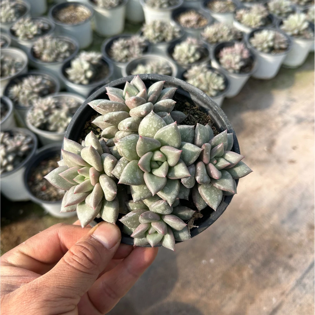 象牙多肉（满9.99包邮）