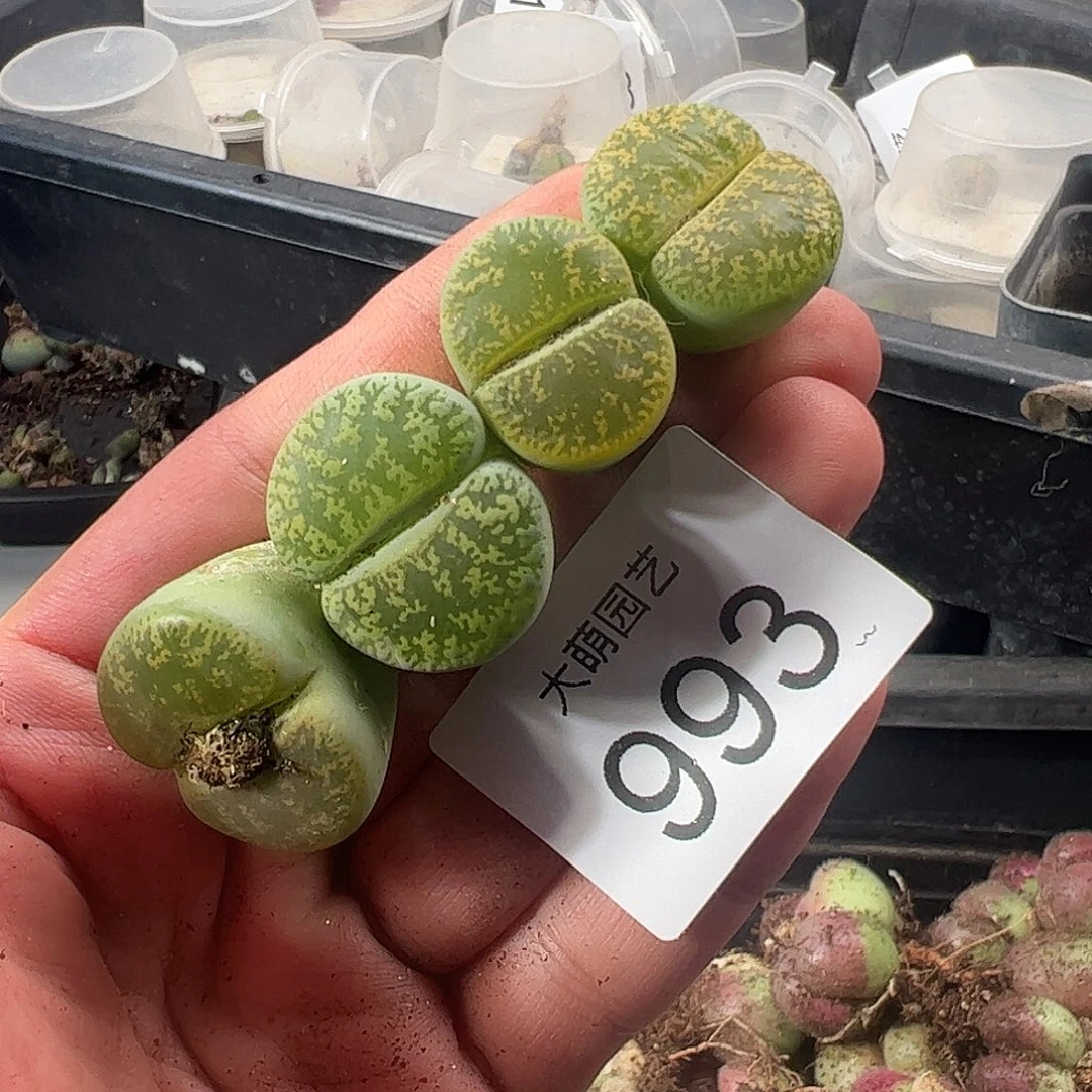 一物一拍脱土发。   993