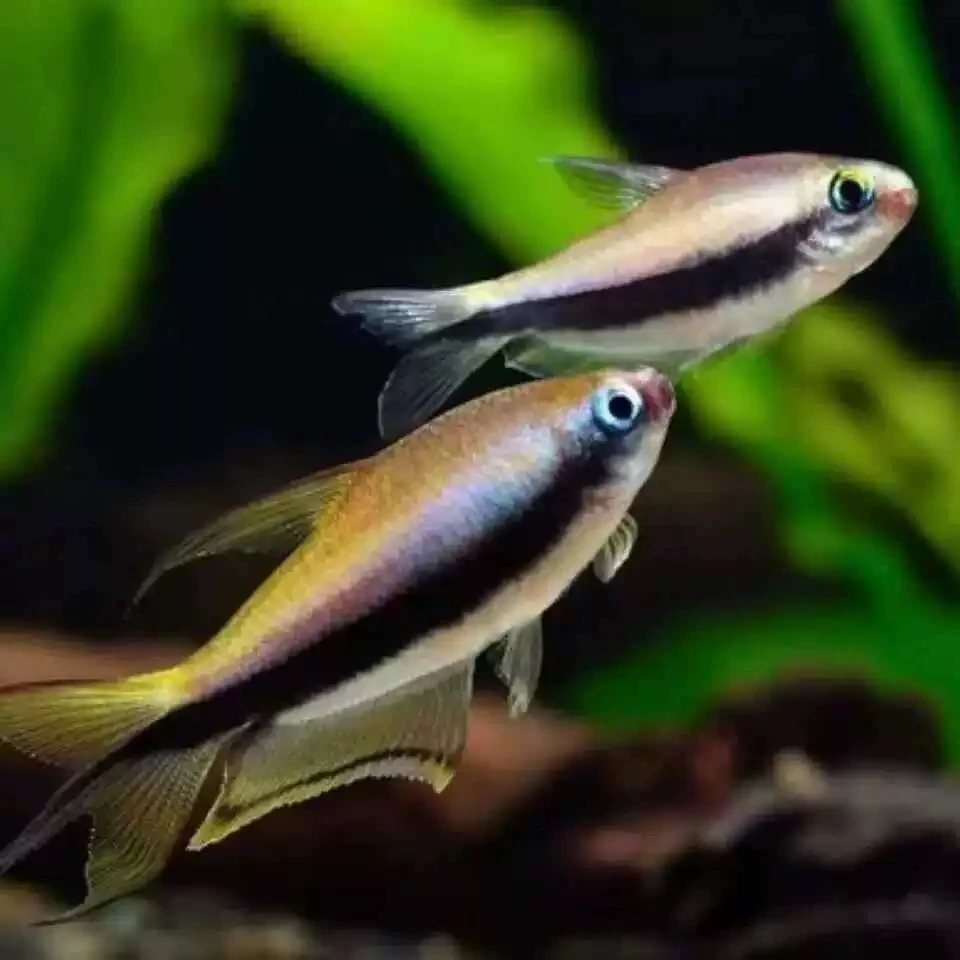 新疆包邮帝王灯小型草缸灯科鱼淡水养殖活体萌宠