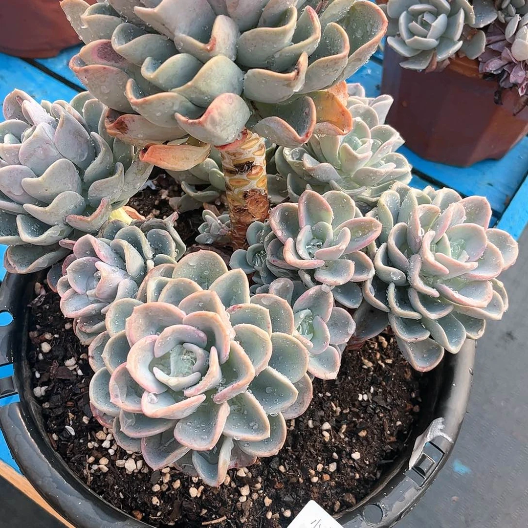 静*美尻大群生10012