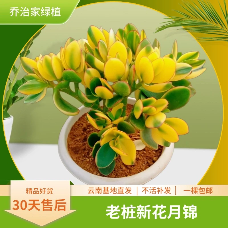 老桩新花月锦自然锦直径品牌好种好养多肉