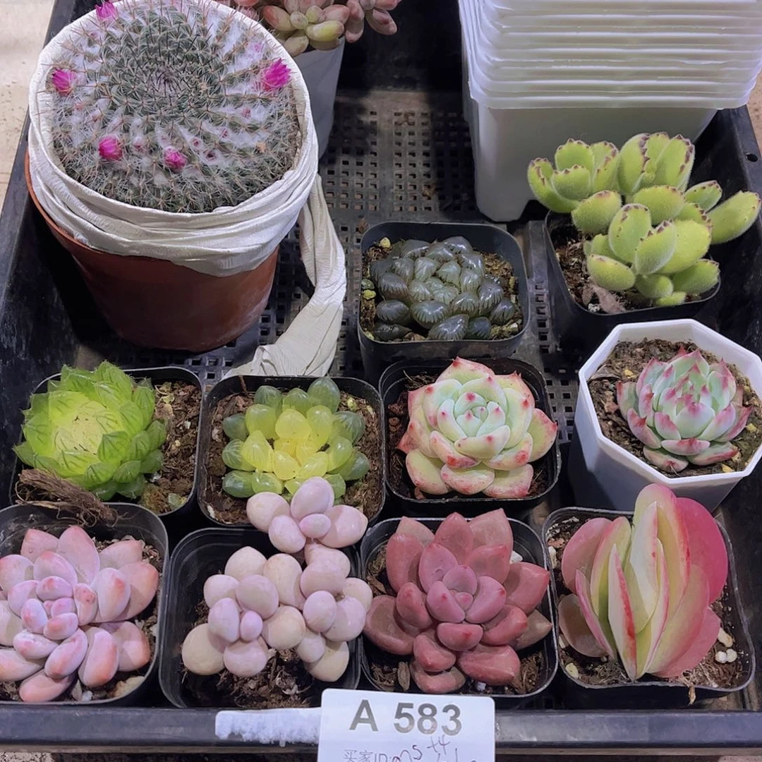 多肉583多肉植物