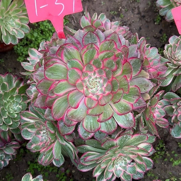 1-37莲花座多肉法师