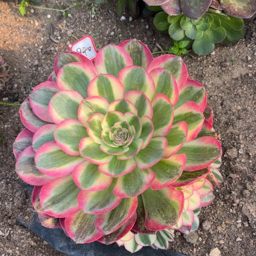 840多肉植物倾城
