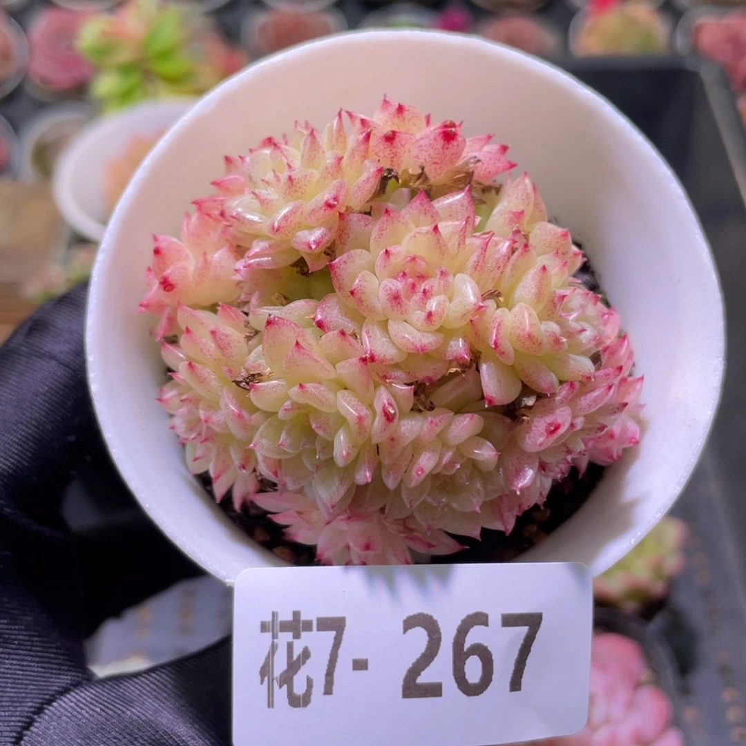 花利美7-267麦秆群