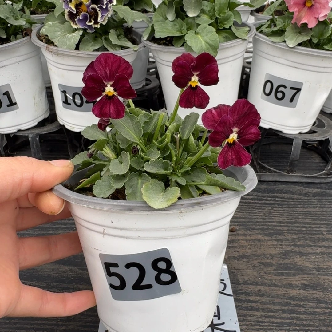 全部花朵528号心跳