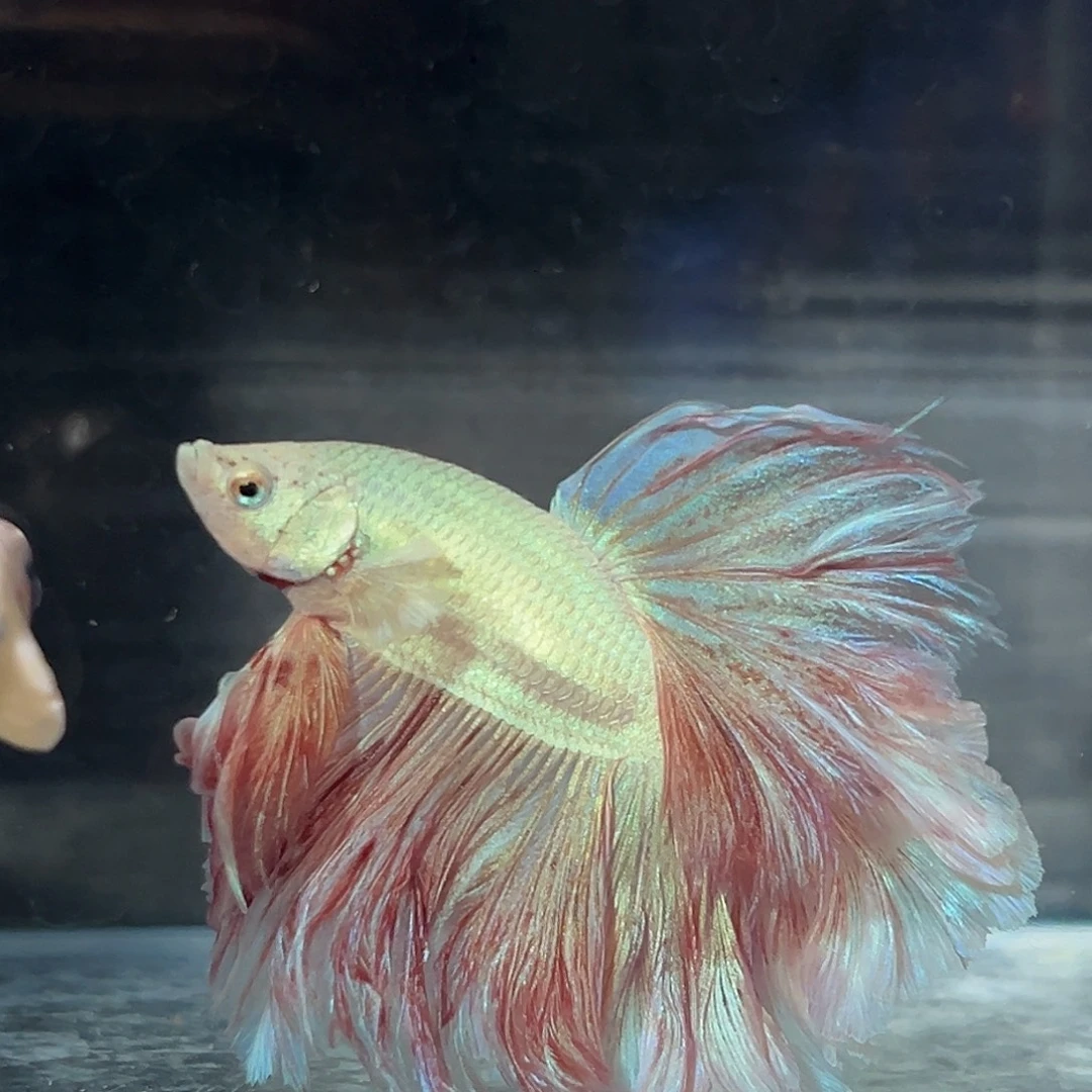 斗鱼47号粉色大花瓣