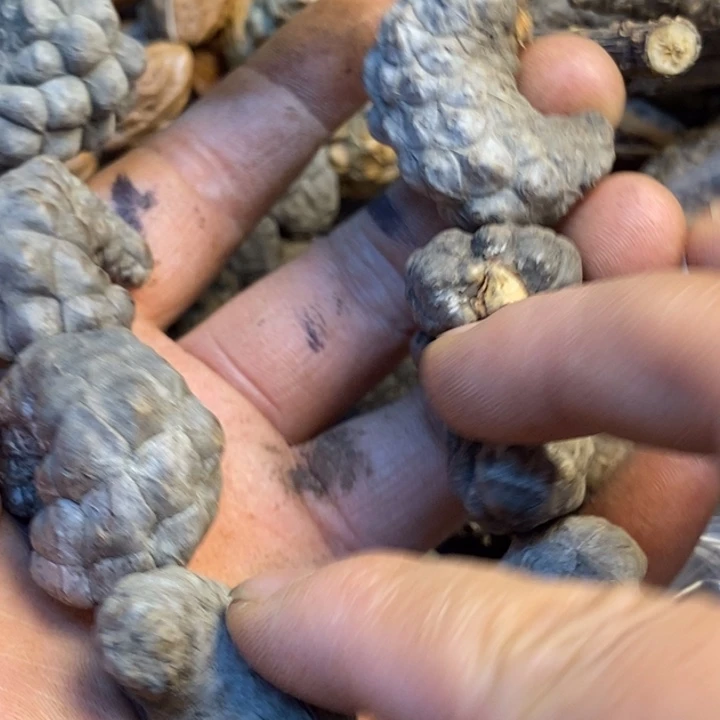 寂***歌吊坠桃核马车上有117