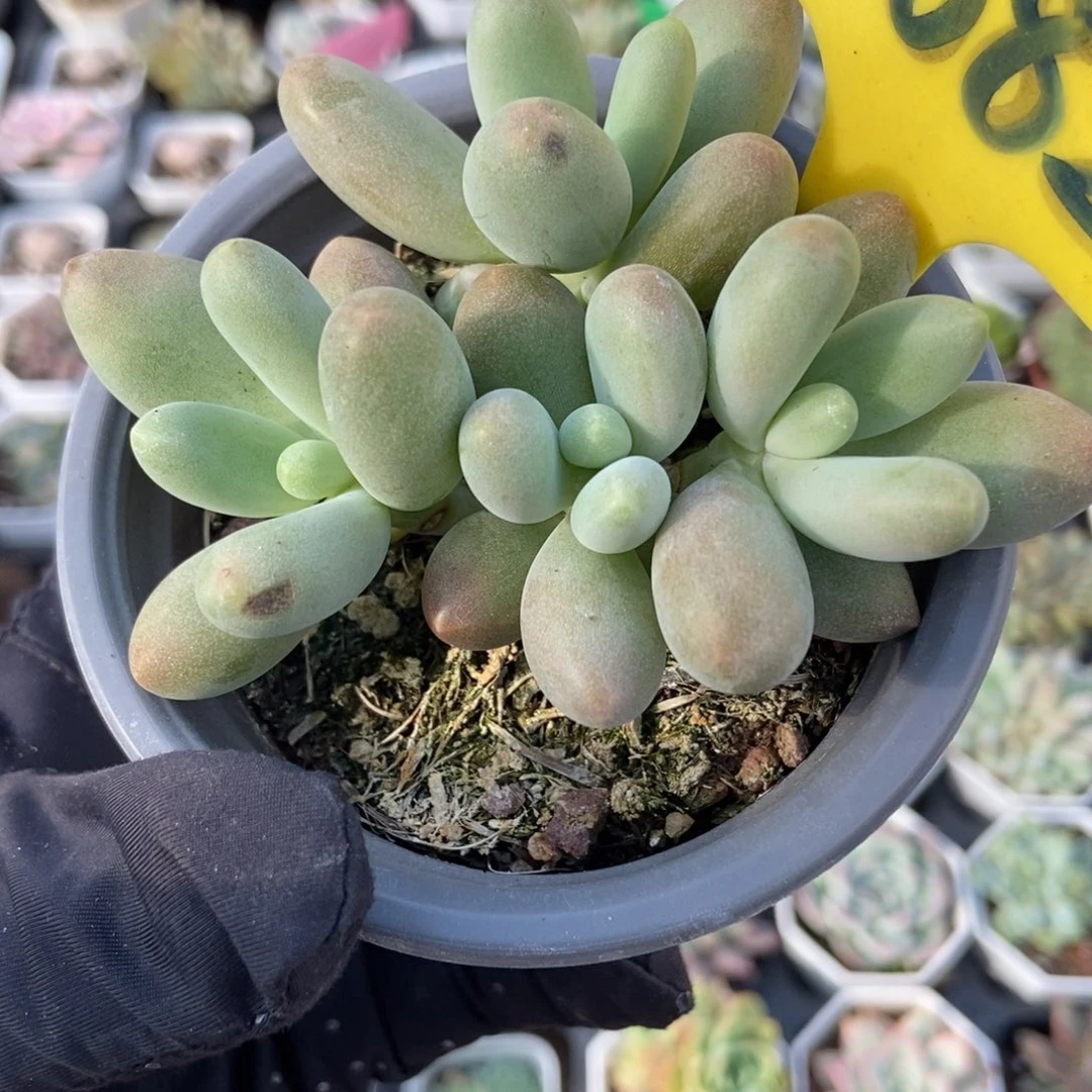 6082糖果美人多肉植物